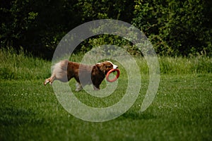 Dog plays with round orange toy in green field in spring. Cute active Brown Australian shepherd walking outdoor in a