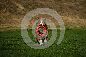 Dog plays with round orange toy in green field in spring. Cute active Brown Australian shepherd walking outdoor in a