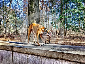 dog plays with a stick in the woods