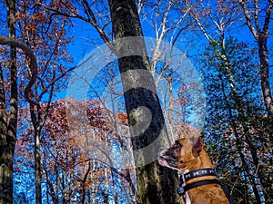 Dog plays with a stick in the woods