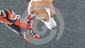 The dog plays tug-of-war with his owner. Playful and vital dog plays tug of war with his master. Healthy canine and dog