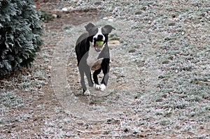 Dog Bulldog Plays in Winter Landscape