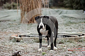 Dog Bulldog Plays in Winter Landscape