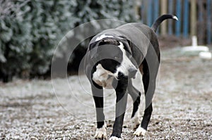 Dog Bulldog Plays in Winter Landscape