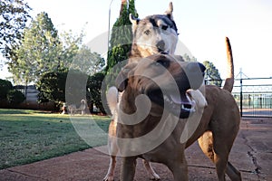 Dog Playtime with Husky On Top Of Ridgeback