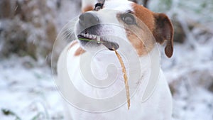 A dog with pleasure eating dry grass from under the snow, close-up.