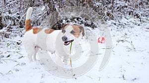 A dog with pleasure eating dry grass from under the snow, side view.