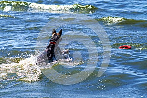 The dog plunged into the water after the red ring. Rescue dog in training. The instructor throws the dog a small ring simulating a