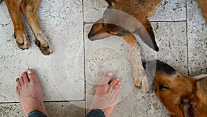Dog Podenco - Podengo andaluz and feets from aDog owner photo