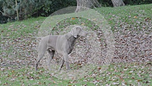 Dog poised to chase squirrel