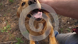 Dog poked his nose into camera lens, owner caresses dogs hand. curious dog plays. happy pet. dog is playing with the