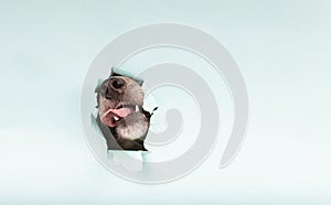A dog pokes its snout and sticks its tongue out through a hole in the paper on a colored background. Copy space