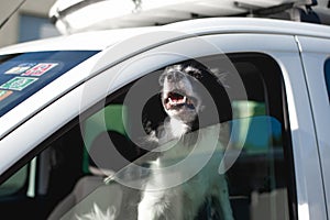 Dog pokes muzzle out of the car window. Black and White Border Collie in car in hot summer