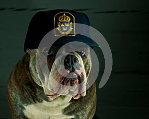 Dog in a police hat