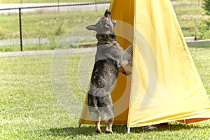 Dog In Police K-9 Training