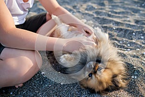 Dog of Pomeranian breed with golden hair and brown eyes lies on beach and plays with hands of unknown boy under sun