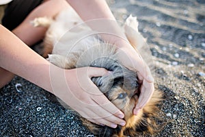 Dog of Pomeranian breed with golden hair and brown eyes lies on beach and plays with hands of unknown boy under sun