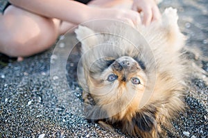 Dog of Pomeranian breed with golden hair and brown eyes lies on beach and plays with hands of unknown boy under sun