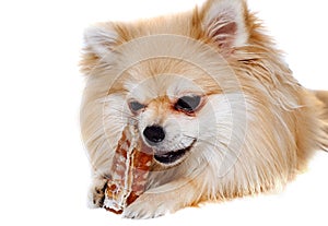 The dog. The Pomeranian eats a dog bone. Pomeranian puppy