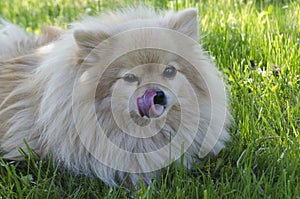 Dog Pomeranian  Spitz licks his nose. puppy dog with tongue out. German Spitz smile and licked. dog clouseup