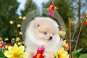 Dog pomeranian spitz sitting on blossom flowers. Close-up portrait of smart white puppy pomeranian dog. Cute furry domestic animal