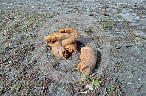 Dog poo