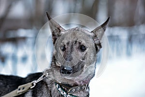 dog pooch on a leash in winter