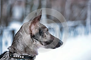 dog pooch on a leash in winter