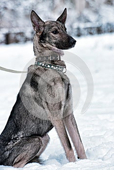 dog pooch on a leash in winter