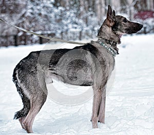 dog pooch on a leash in winter