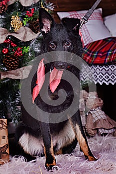dog pooch with a red scarf around his neck on a Christmas background