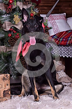 dog pooch with a red scarf around his neck on a Christmas background