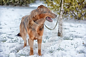 Dog pooch in winter for a walk