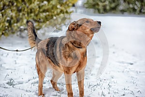 Dog pooch in winter for a walk