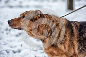 Dog pooch in winter for a walk