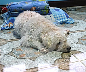 Dog Poodle being sleep.