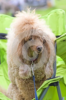 Dog Poodle close-up