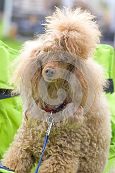 Dog Poodle close-up