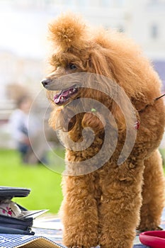 Dog Poodle close-up