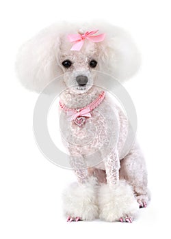 Dog Poodle