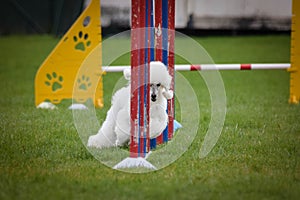 Dog poodle is running in agility slalom.