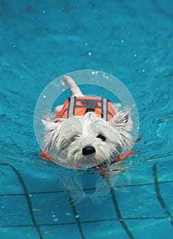 El perro en piscina 