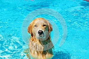 Dog in the pool