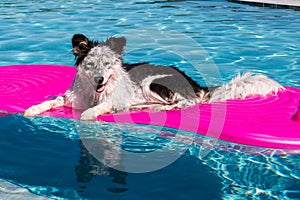 Dog on pool float