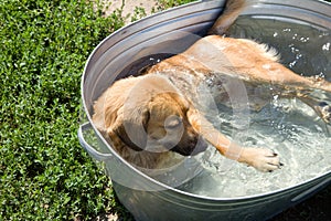 Dog in a pool in shelter