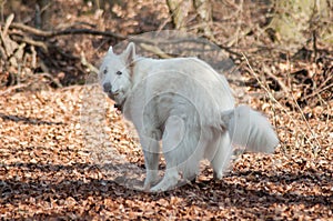 dog pooping in the forest