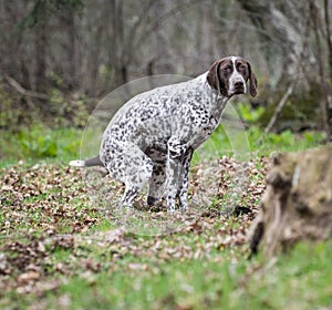 Dog pooping photo