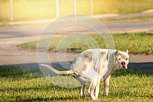 Dog pooping at grass field