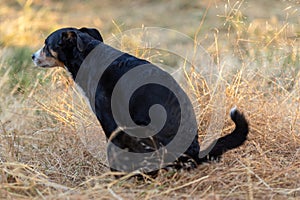 Dog pooping on a meadow, appenzeller sennenhund