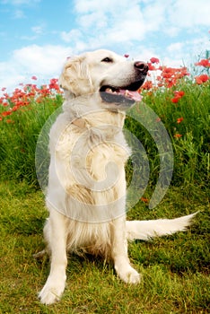 Dog with poppies